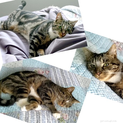 Mitsy the Three-Legged Cat Thrives in Her New Family