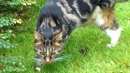 Mitsy the Three-Legged Cat Thrives in Her New Family