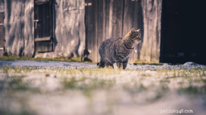 Behaviourist Nicky Trevorrow Explains Why Cats Hunt Mice and Wake You Up