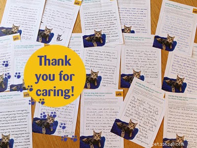 Long-Stay Cats Find Forever Homes: Inspiring Stories of Rescue & Recovery