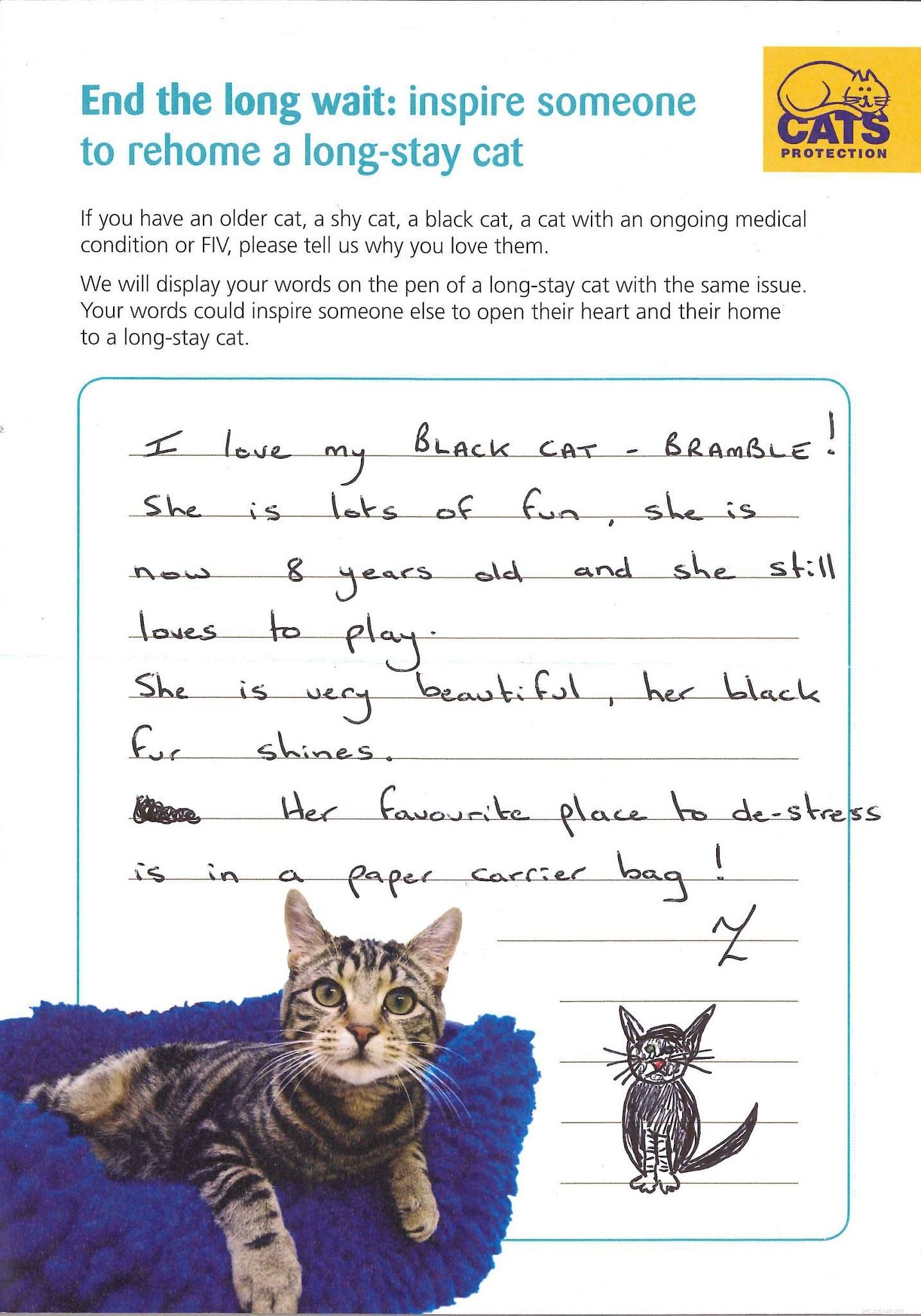 Long-Stay Cats Find Forever Homes: Inspiring Stories of Rescue & Recovery