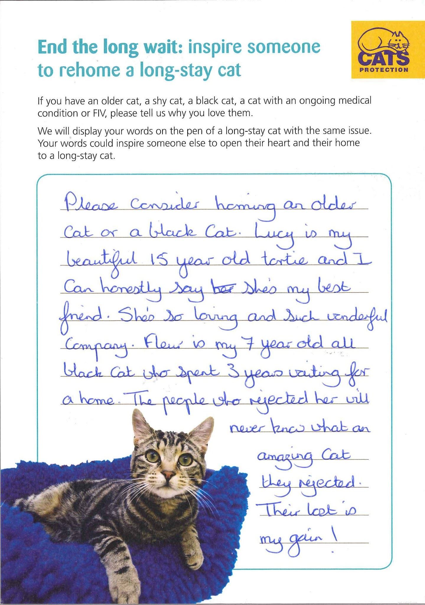 Long-Stay Cats Find Forever Homes: Inspiring Stories of Rescue & Recovery