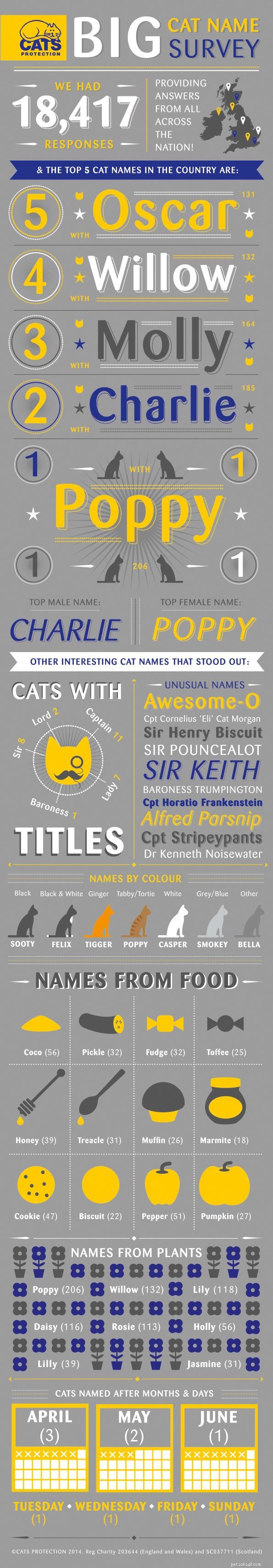 The Most Popular Names Cats Protection Chooses for Kittens