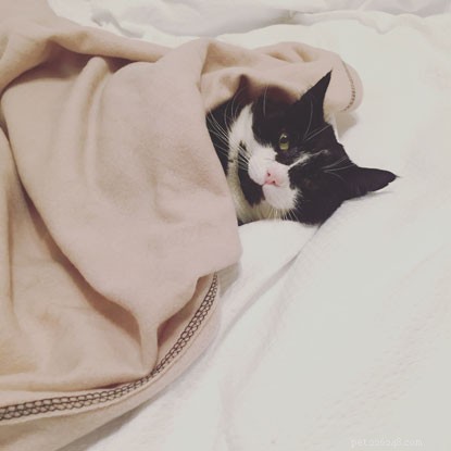 Mature Moggies Week: Celebrating Senior Cats Finding Forever Homes