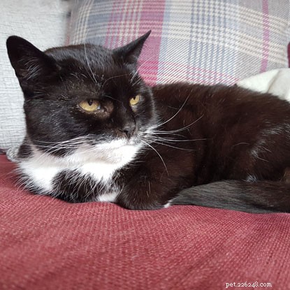 Mature Moggies Week: Celebrating Senior Cats Finding Forever Homes