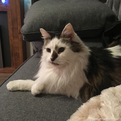 Mature Moggies Week: Celebrating Senior Cats Finding Forever Homes