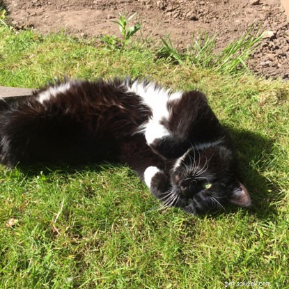 Mature Moggies Week: Celebrating Senior Cats Finding Forever Homes