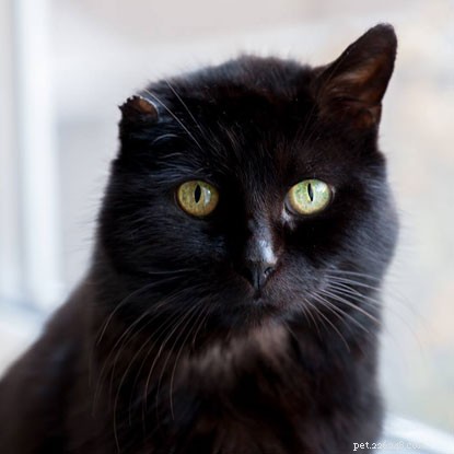 Mature Moggies Week: Celebrating Senior Cats Finding Forever Homes