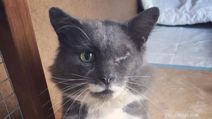 From Street to Safe Haven: One-eyed Stray Cat Finds Forever Home