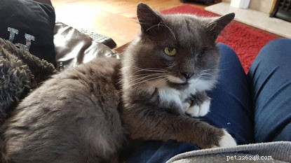 From Street to Safe Haven: One-eyed Stray Cat Finds Forever Home