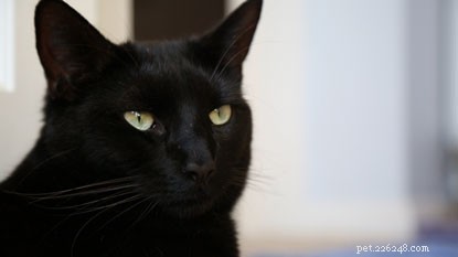 Expert Answers: Jane Clements on Caring for Stray and Feral Cats