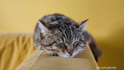 Expert Answers: Jane Clements on Caring for Stray and Feral Cats