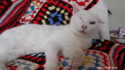Bolt the Resilient Stray Cat Who Captivated Our Hearts