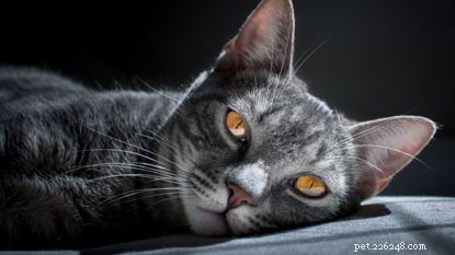 Vet Sarah Elliott Explains: Expert Q&A on Caring for Senior Cats