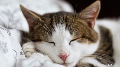 Vet Sarah Elliott Explains: Expert Q&A on Caring for Senior Cats
