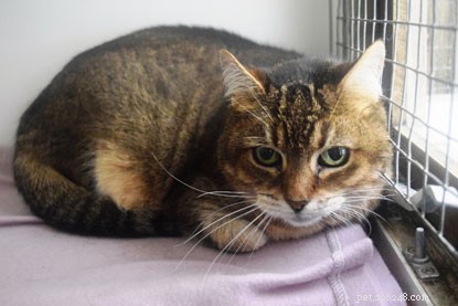 Adopt a Senior Cat: Give Them a Loving Home This Mature Moggies Week