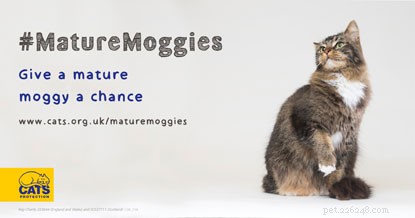 Adopt a Senior Cat: Give Them a Loving Home This Mature Moggies Week