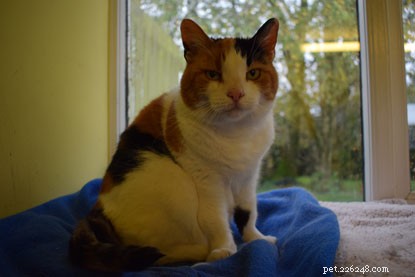 Adopt a Senior Cat: Give Them a Loving Home This Mature Moggies Week