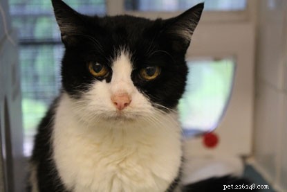 Adopt a Senior Cat: Give Them a Loving Home This Mature Moggies Week