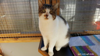 Adopt a Senior Cat: Give Them a Loving Home This Mature Moggies Week