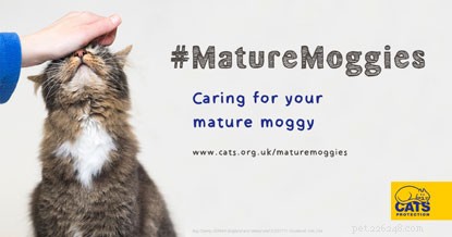 Expert Care Guide for Senior Cats During Mature Moggies Week