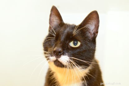 Prevent Cat Injuries and Fatalities: Urgent Call to Regulate Air Guns in the UK