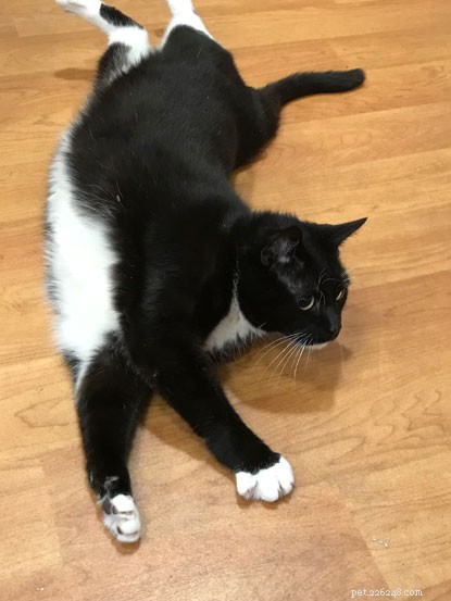 Sophie the Cat s Weight Loss Journey: Aiming to Shed 50% of Her Body Weight