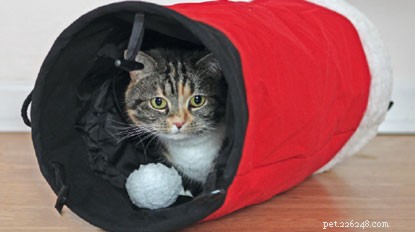 Best Christmas Gifts for Cats: Safe, Fun & Festive