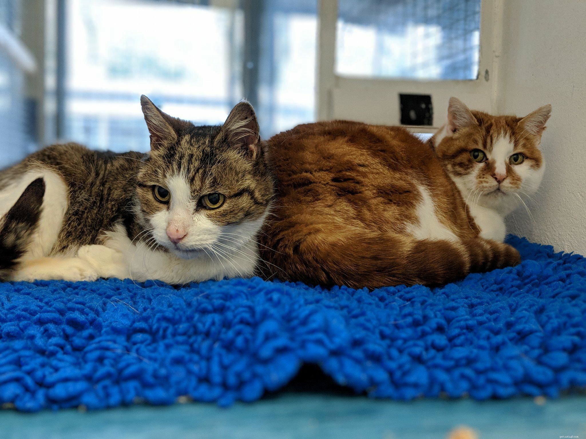 Seeking Loving Home for Senior Cats Captain & Pugwash at Birmingham Adoption Centre