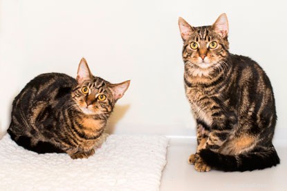 Bikers Rescue Abandoned Cats in Bridgend, Naming Them Harley & Davidson