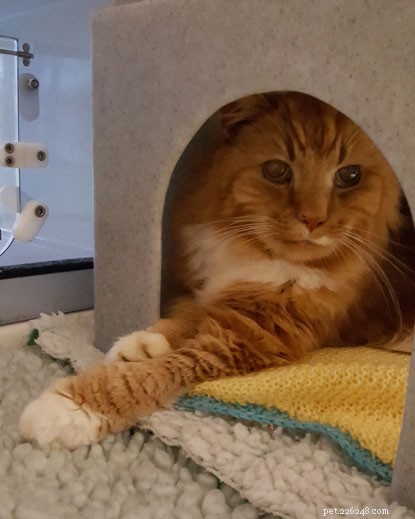 After 10 Years, Cat Owners Receive Long‑Awaited Call: Missing Cat Found