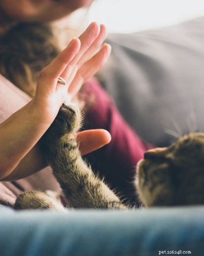 Do Cats Show Paw Preference? New Study Finds Gender Differences in Right vs. Left Paw Use