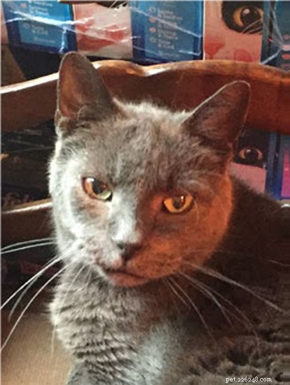 Petplan Donates £5 Million to Cats Protection, Supporting Thousands of Cats & Kittens