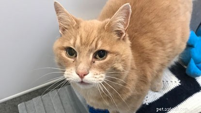 Find Your Perfect Ginger Cat: A Gorgeous, Loving Companion Awaiting a Forever Home