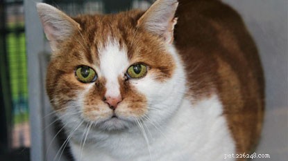 Find Your Perfect Ginger Cat: A Gorgeous, Loving Companion Awaiting a Forever Home