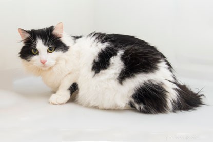 Debunking Common Myths About Cat Spaying and Neutering: What Every Owner Needs to Know