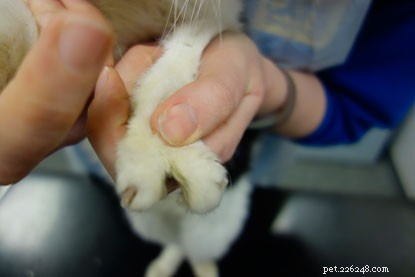 Clawdia, an 11-Year-Old Cat Born With Only Two Front Toes, Seeks a Loving Home