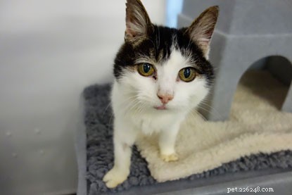 Clawdia, an 11-Year-Old Cat Born With Only Two Front Toes, Seeks a Loving Home