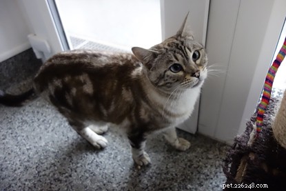 Help Yoda, the Bengal Cat, Find a Loving Home – Perfect for Star Wars Fans