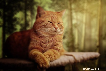 Proven Ways to Show Your Cat You Love Them