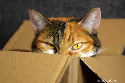 Proven Ways to Show Your Cat You Love Them