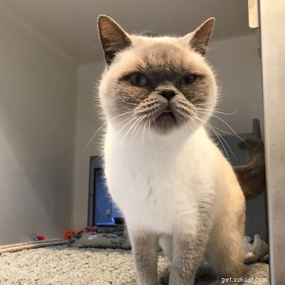 Bob Mortimer Names Cats With Romantic Monikers to Boost Adoption Rates