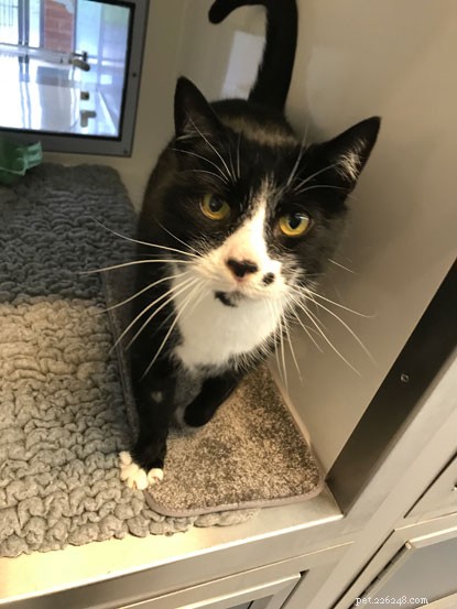Bob Mortimer Names Cats With Romantic Monikers to Boost Adoption Rates