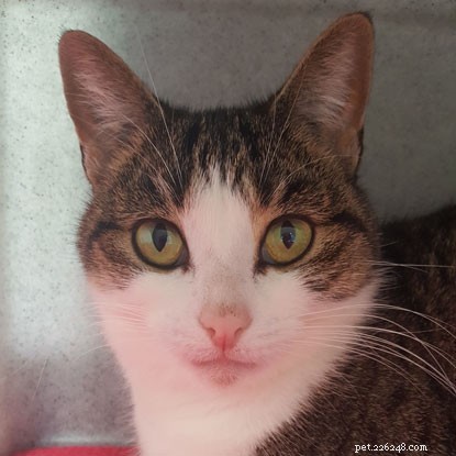 Bob Mortimer Names Cats With Romantic Monikers to Boost Adoption Rates