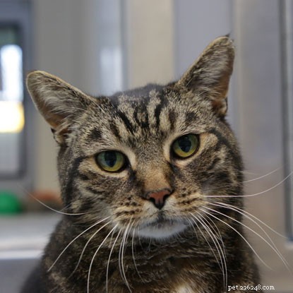 Bob Mortimer Names Cats With Romantic Monikers to Boost Adoption Rates