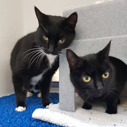 Bob Mortimer Names Cats With Romantic Monikers to Boost Adoption Rates