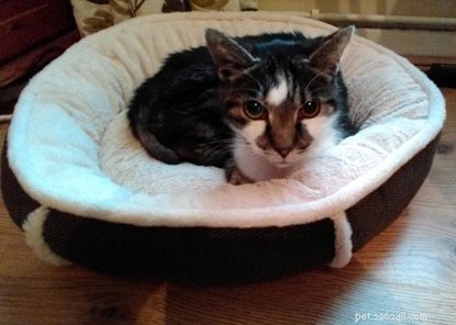 Brave Cat Returns Home After Missing and Suffering Tail Injury
