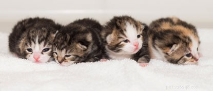 Kitten Watch: Discover Daisy s Newborn Kittens and Their Names