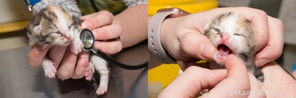 Kitten Watch: Discover Daisy s Newborn Kittens and Their Names