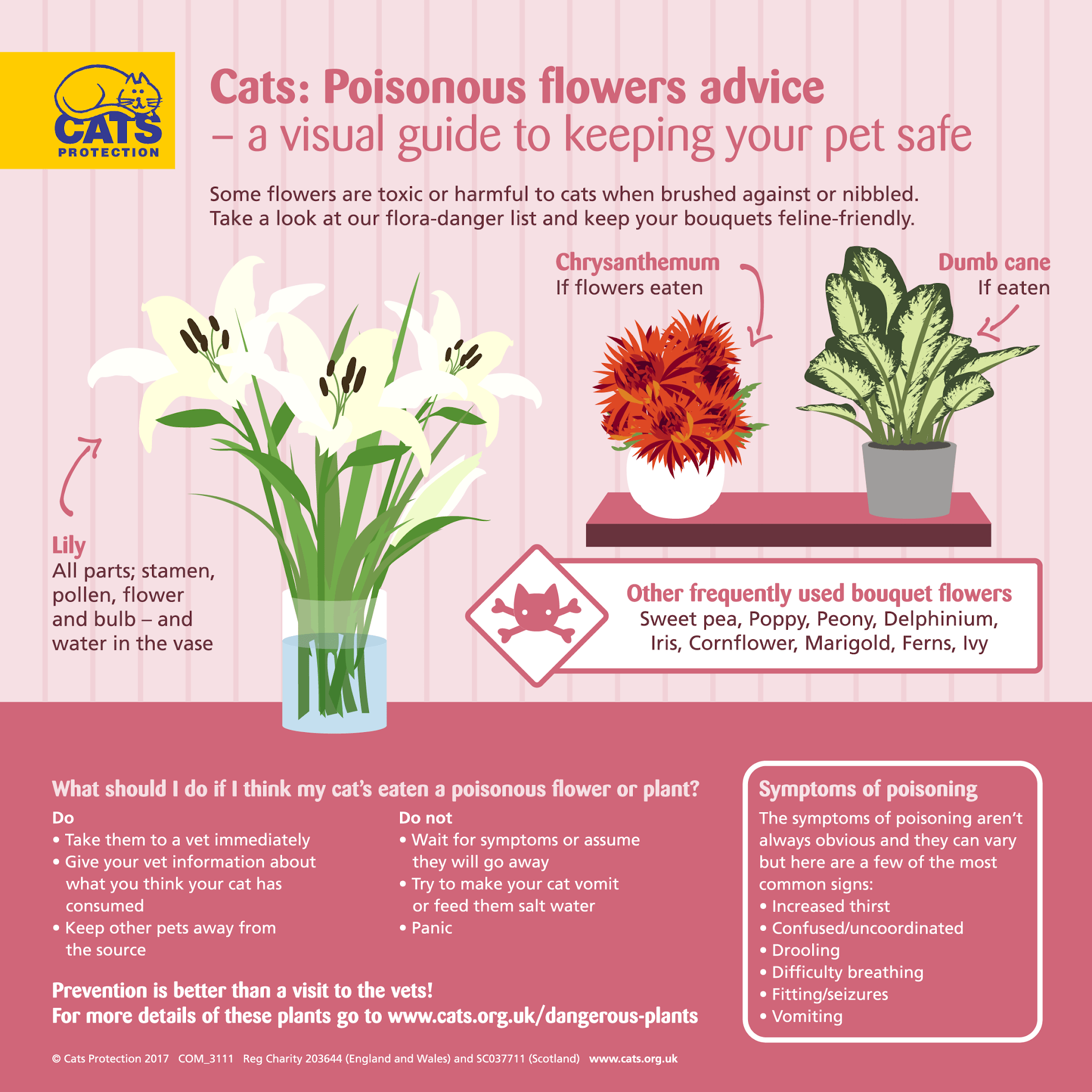 Cat-Friendly Flowers for Mother’s Day: Safe Selections & Toxic Alerts